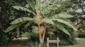 Travelers Palm Ravenala Madagascariensis: The Tropical Tree That Looks Like a Fan 