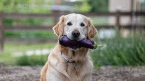 Can Dogs Eat Eggplant